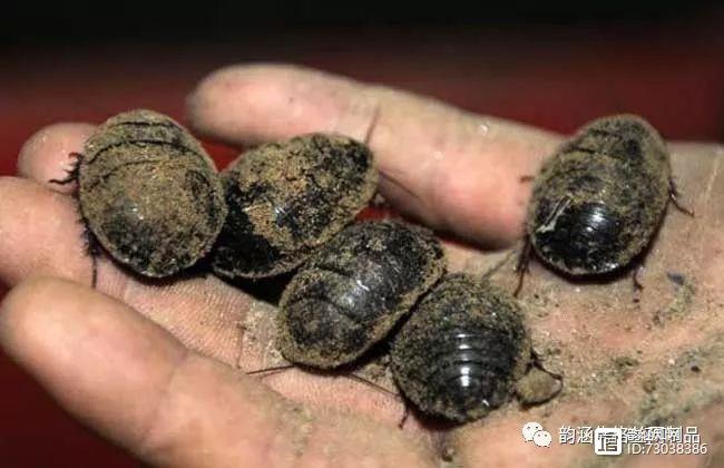 土元养殖有哪些风险？