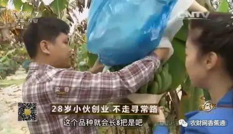 香蕉致富种植项目简介_种香蕉利润高吗_香蕉种植致富项目