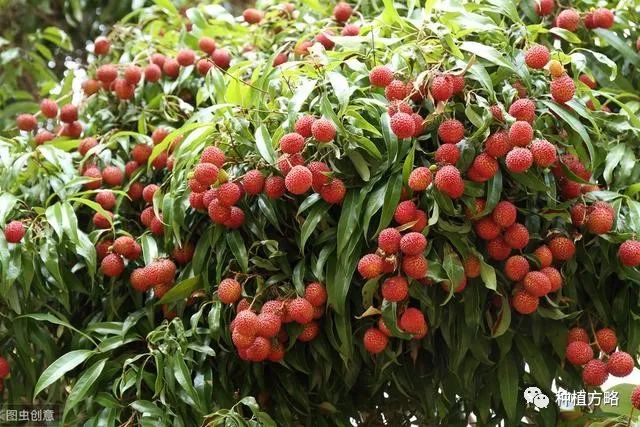 糯米糍荔枝怎么种植_糯米糍荔枝种植技术_种植糯米糍荔枝技术视频