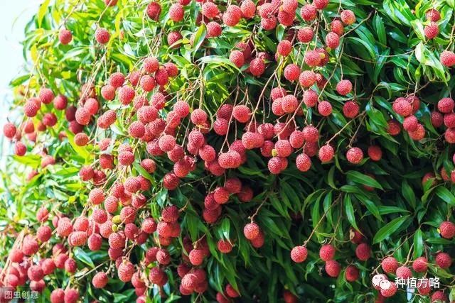 种植糯米糍荔枝技术视频_糯米糍荔枝种植技术_糯米糍荔枝怎么种植