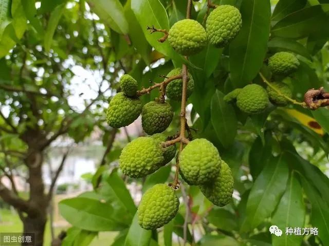 种植糯米糍荔枝技术视频_糯米糍荔枝种植技术_糯米糍荔枝怎么种植