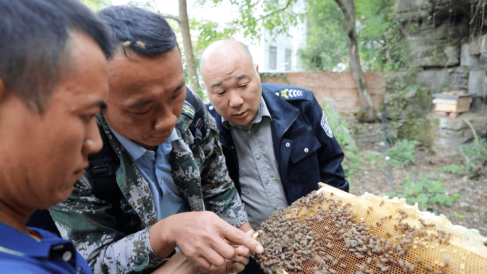蜜蜂致富养殖视频_蜜蜂养殖致富_蜜蜂养殖项目