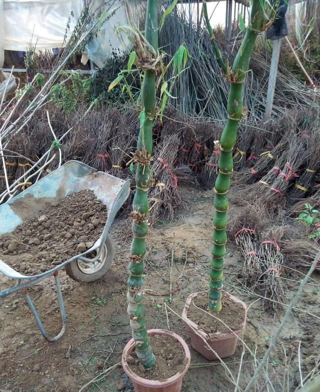 幼龄老桩“2个色”，佛肚竹盆景养护很简单！丛林式更吸引人！