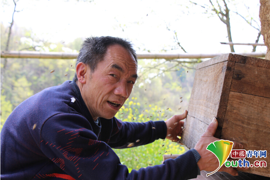 养蜜蜂致富经_蜜蜂致富养殖视频_蜜蜂养殖致富