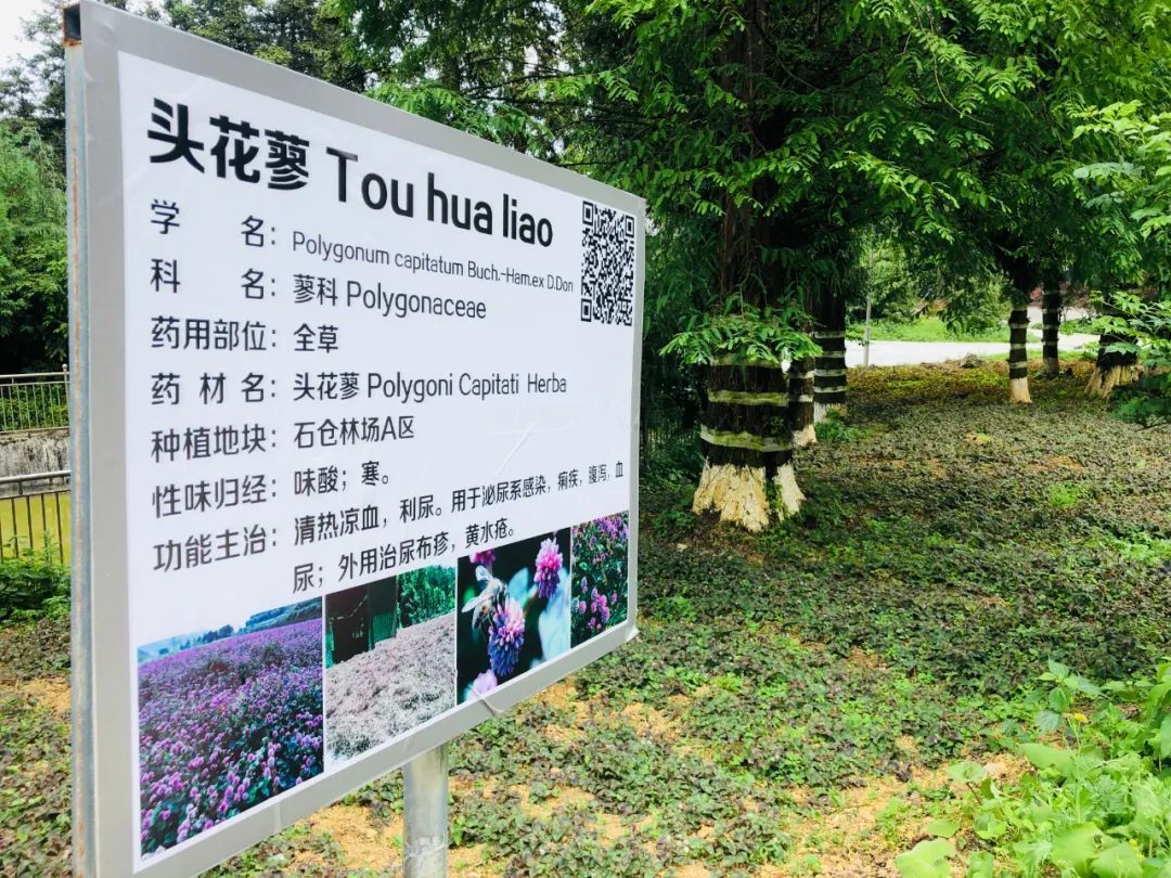 致富种植石斛怎么样_种植石斛收益怎么样_石斛种植致富