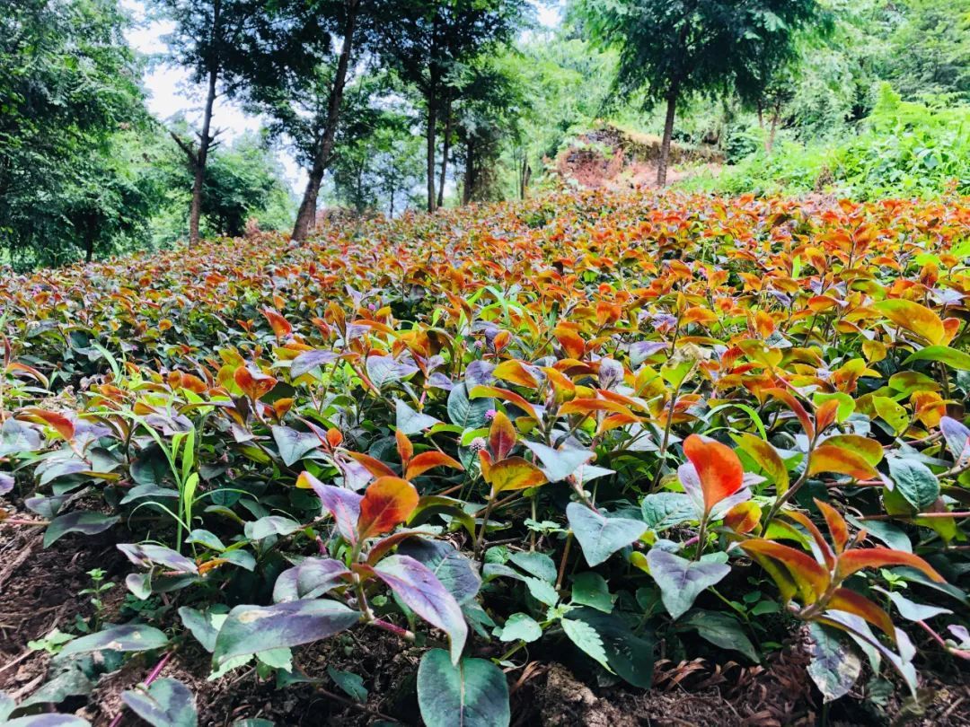 致富种植石斛怎么样_石斛种植致富_种植石斛收益怎么样