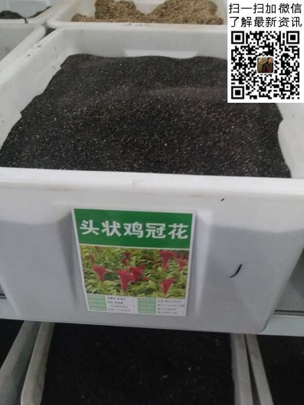 盆栽种植鸡冠花技术与管理_盆栽鸡冠花种植技术_盆栽种植鸡冠花技术视频