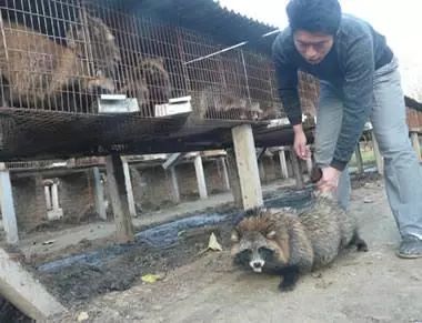 浅谈养殖技术貉子的认识_浅谈貉子的养殖技术_貉子养殖技术大全