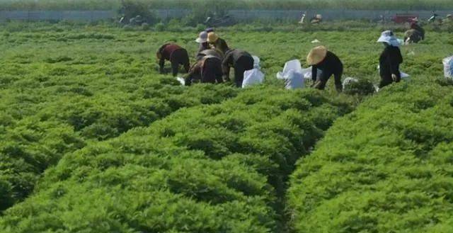 致富养殖业_致富养殖好项目大全_养殖种植致富项目