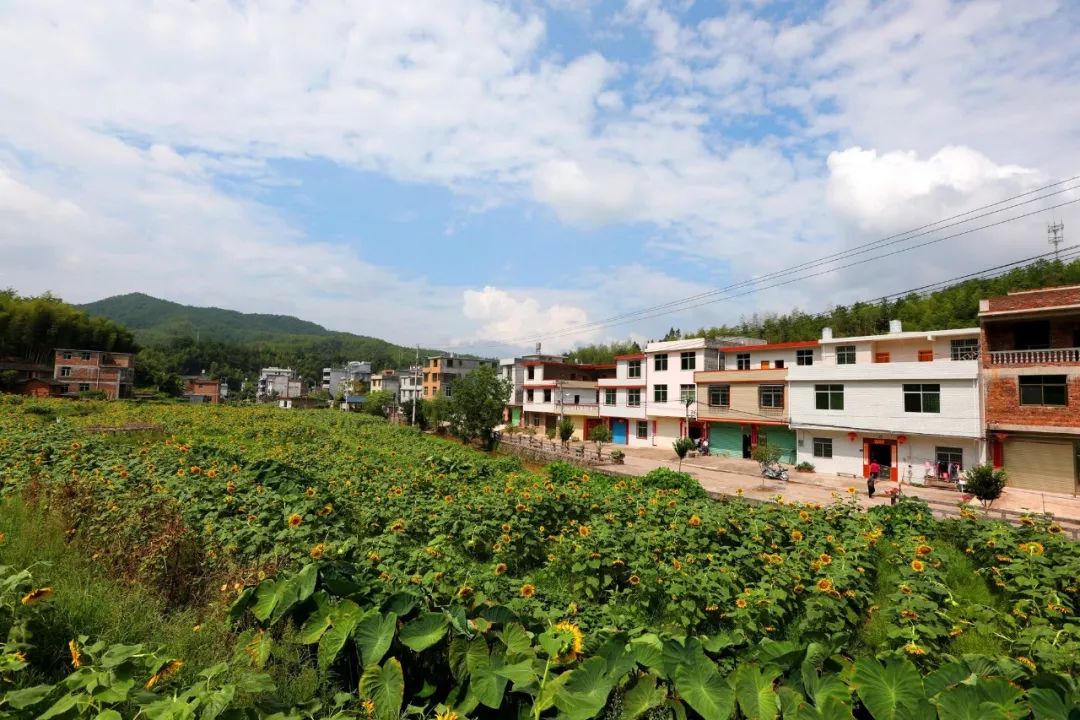 龙岩适合种植什么中药材_龙岩种植致富_福建龙岩种植什么最好