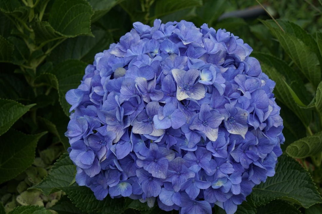 康乃馨大品种种植技术_康乃馨的种植技术_康乃馨种植图片欣赏