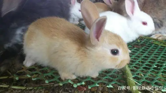 养殖如何快速致富_养殖致富经_致富养殖什么最赚钱