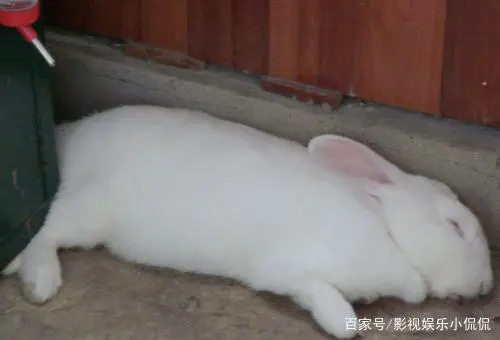 养殖致富经_养殖如何快速致富_致富养殖什么最赚钱