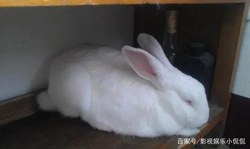 养殖如何快速致富_致富养殖什么最赚钱_养殖致富经