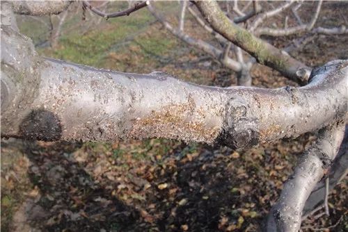 种桑果树有什么讲究_种植桑果的技术和方法_桑果树种植技术