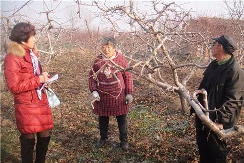 种桑果树有什么讲究_种植桑果的技术和方法_桑果树种植技术