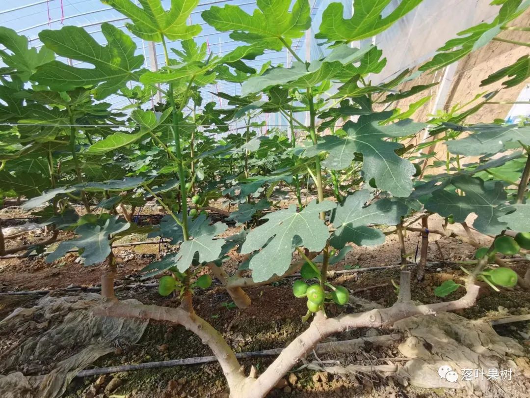 桑果树苗种植技术_种植果桑树的效益怎么样_桑果树种植技术
