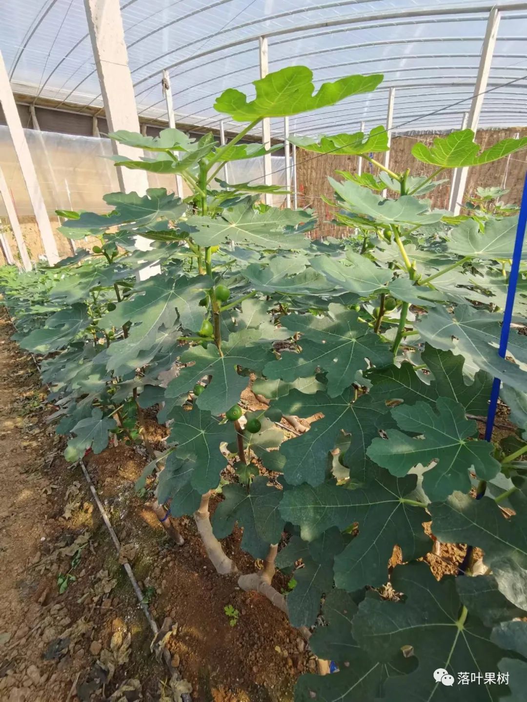 种植果桑树的效益怎么样_桑果树种植技术_桑果树苗种植技术
