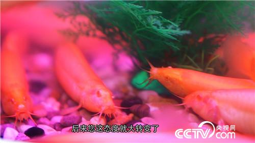 致富经：养红色泥鳅 年入3000万的秘密(20171115)