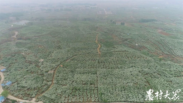 致富山楂种植方法_致富山楂种植技术视频_种植山楂致富