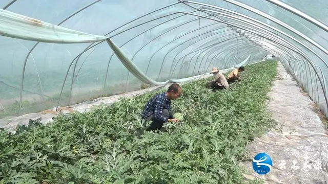 「乡村振兴」太康：西瓜丰收托起村民致富梦