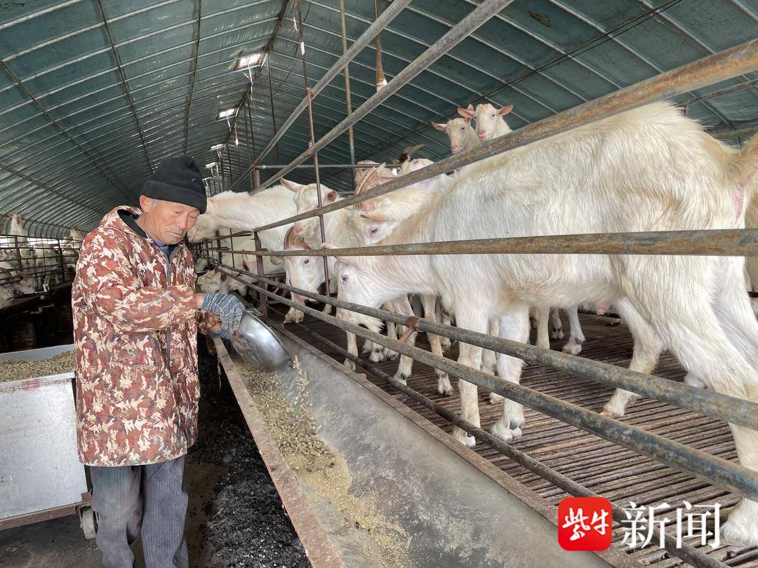 海南山羊苗批发价格_海南山羊品种_海南致富经儋州小种山羊