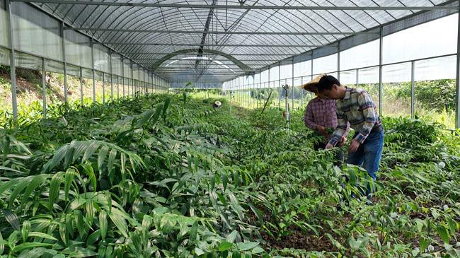 黄精种植能致富_黄精种植能致富_黄精种植能致富