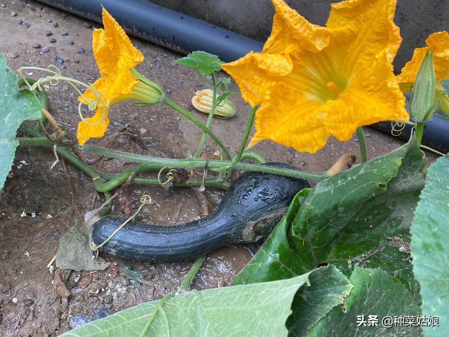 露天苦瓜种植技术要点_苦瓜露天种植技术_露天苦瓜种植技术与管理