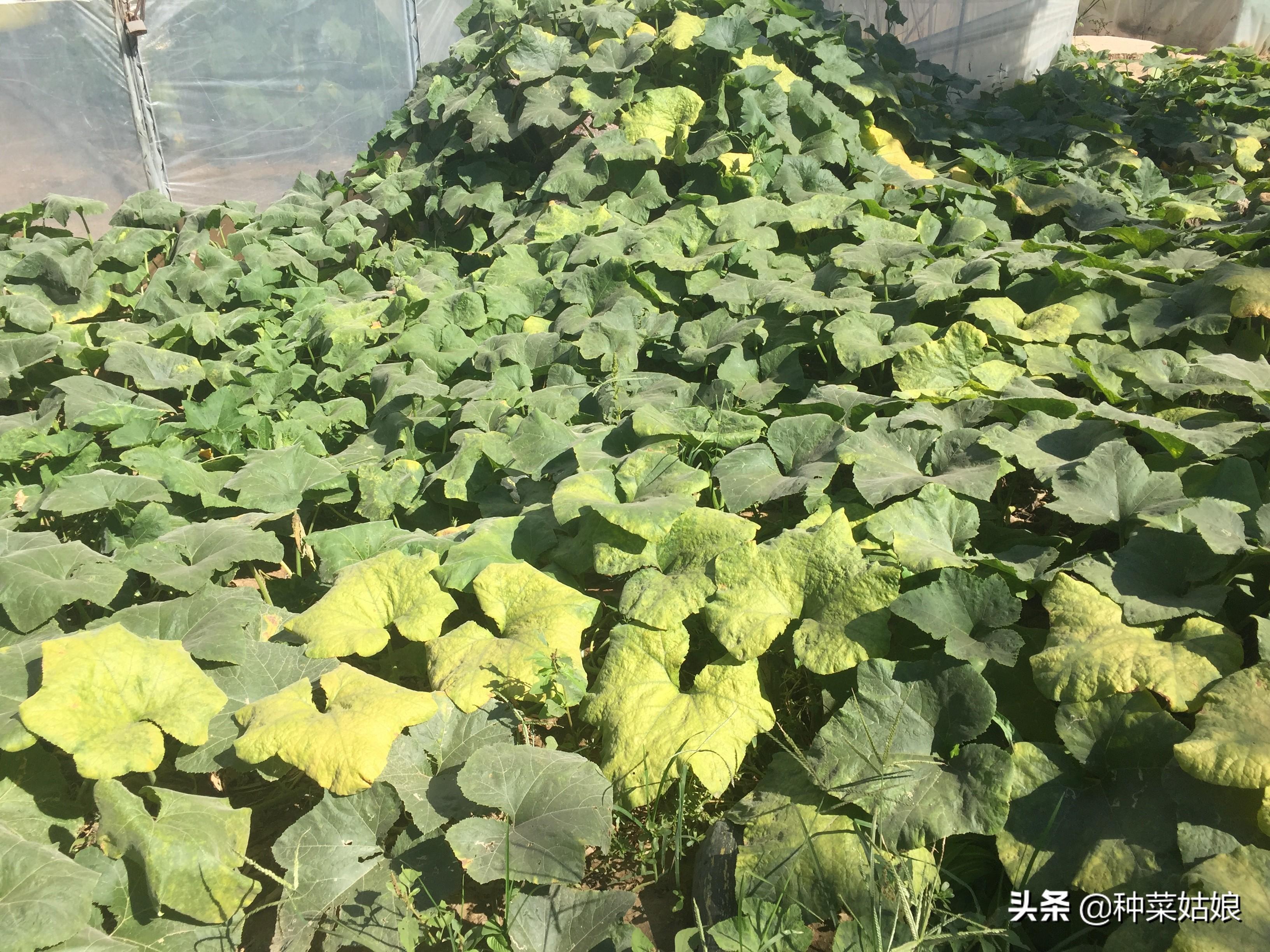 露天苦瓜种植技术与管理_苦瓜露天种植技术_露天苦瓜种植技术要点