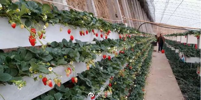 致富鼠养殖项目_致富鼠养殖项目介绍_致富鼠养殖项目简介