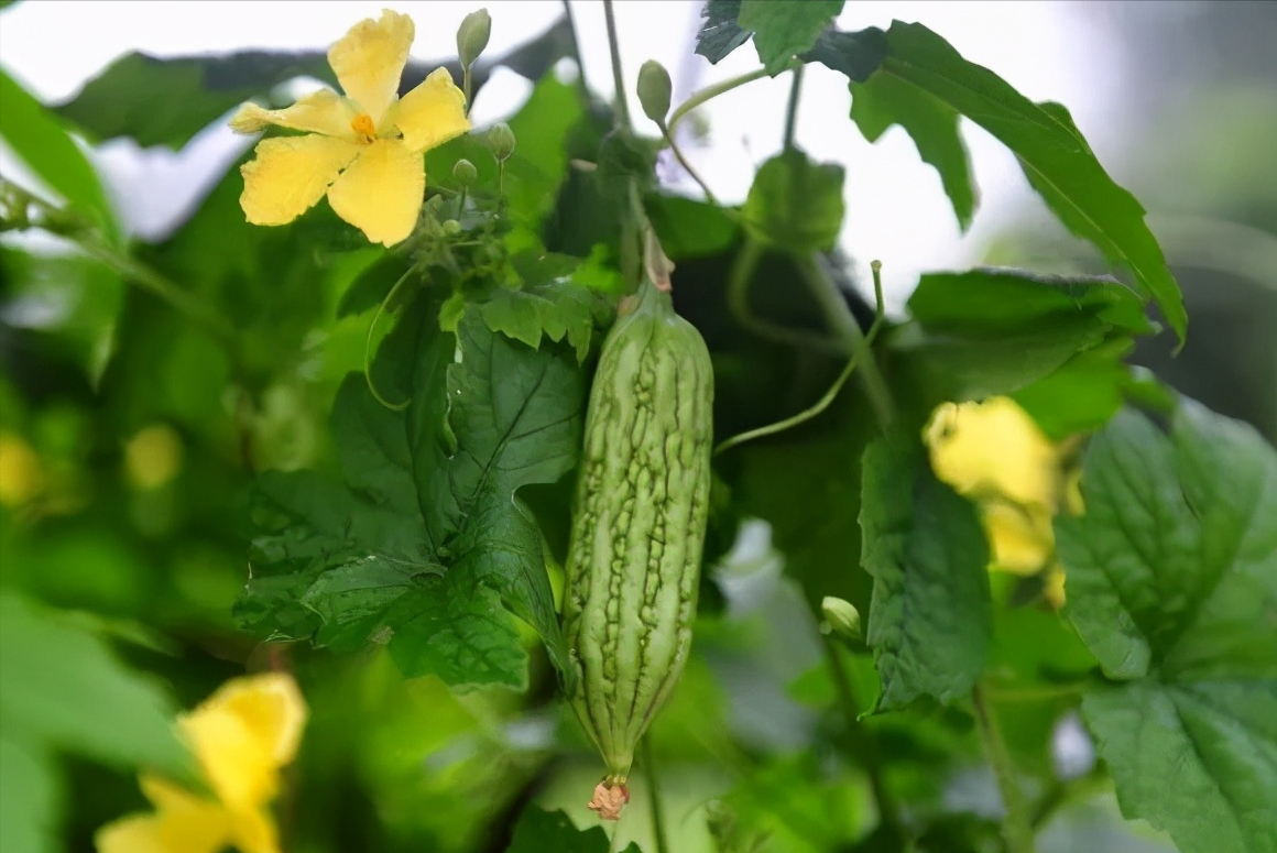露天苦瓜种植技术与管理_露天苦瓜种植时间及技术要点_苦瓜露天种植技术