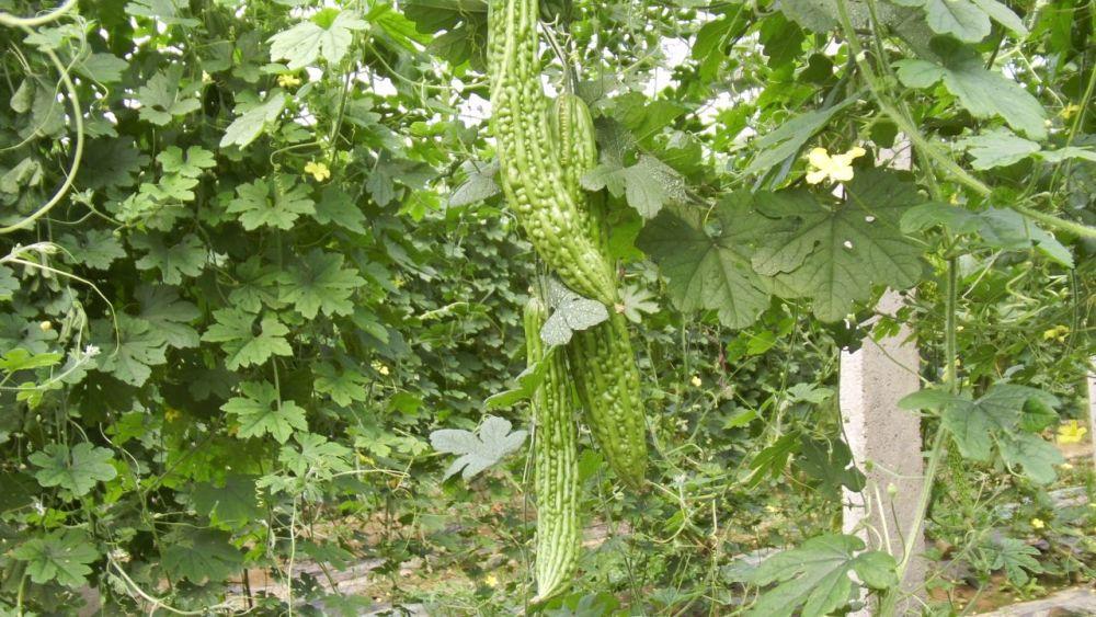 露天苦瓜种植时间及技术要点_苦瓜露天种植技术_露天苦瓜种植技术与管理
