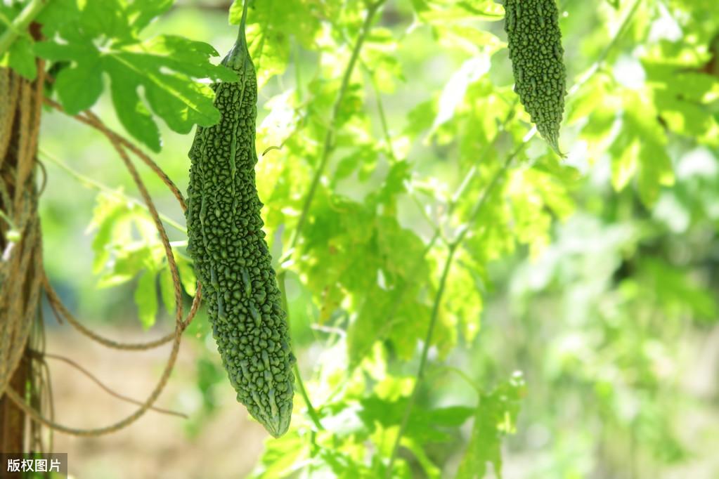 苦瓜露天种植技术_露天苦瓜种植时间及技术要点_露天苦瓜种植技术与管理