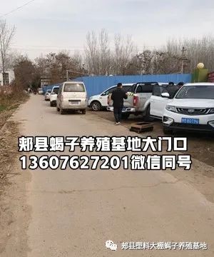 蝎子养殖方法技术要点_蝎子的养殖方法和技术_蝎子养殖方法技术视频