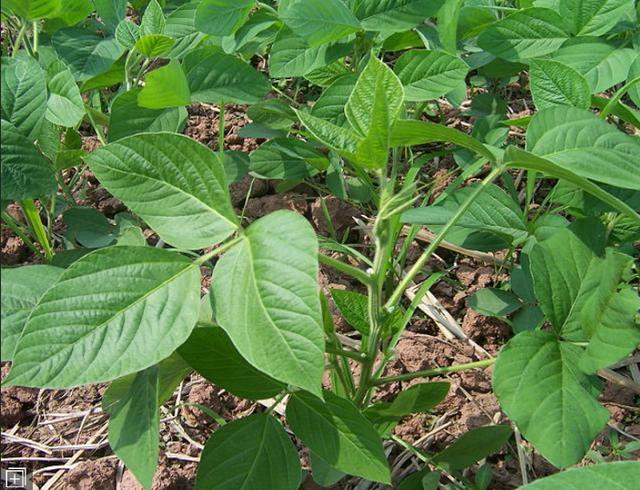 山东种植大户教您7个技巧，种出最好的大豆