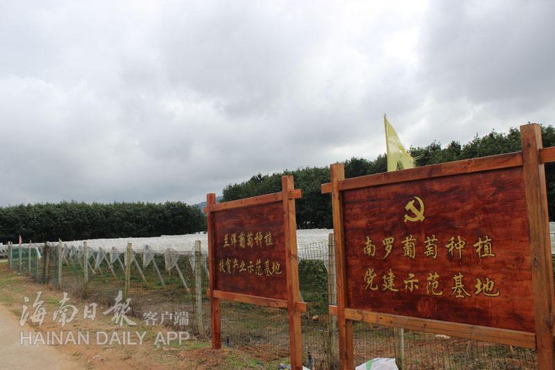 海南山羊苗批发价格_海南致富经儋州小种山羊_海南山羊养殖技术视频
