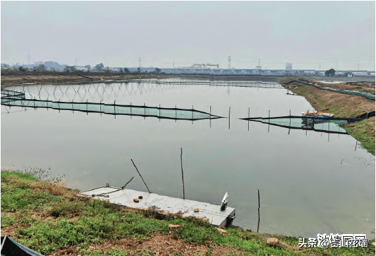 河蟹养殖成功案例_河蟹养殖效益_河蟹增养殖技术