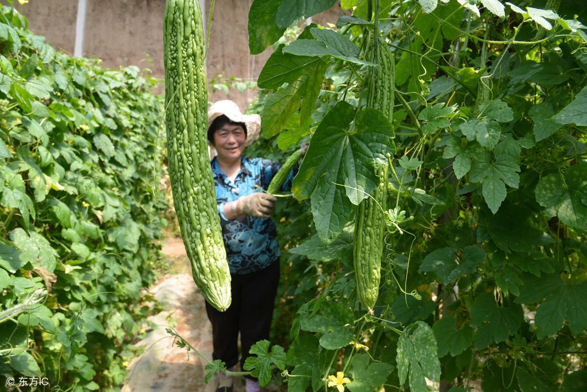 露天苦瓜种植技术视频_苦瓜露天种植技术_露天苦瓜高产种植技术