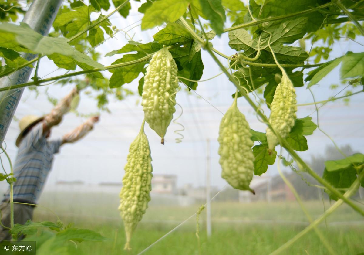苦瓜露天种植技术_露天苦瓜种植技术视频_露天苦瓜高产种植技术