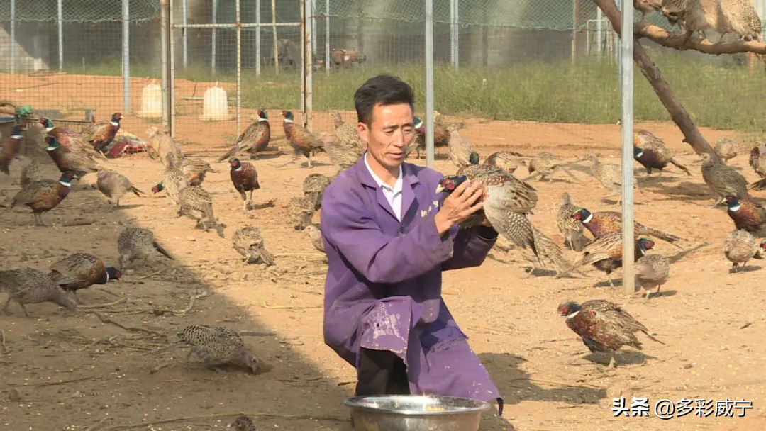养殖野鸡致富经_养殖野鸡致富经_养殖野鸡致富经