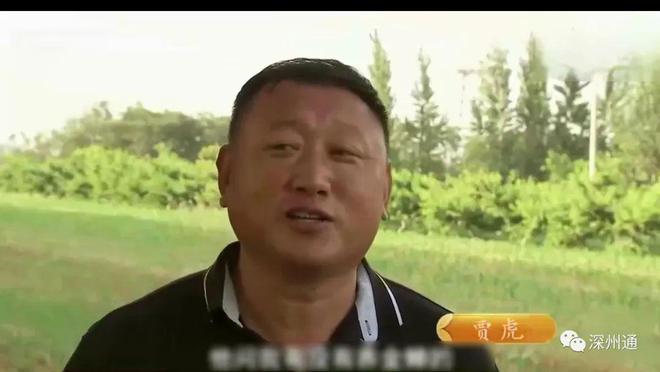 山东养殖金蝉的技术_养殖山东金蝉技术视频_山东人工养殖金蝉技术
