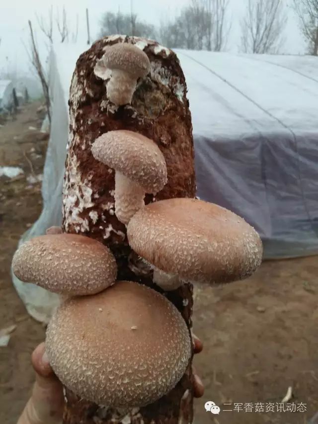 邛崃香菇种植技术中心_香菇种植科技苑_香菇种植基地负责人电话大全