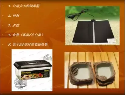 养殖100条大王蛇利润_养殖大王蛇技术视频_大王蛇养殖技术培训