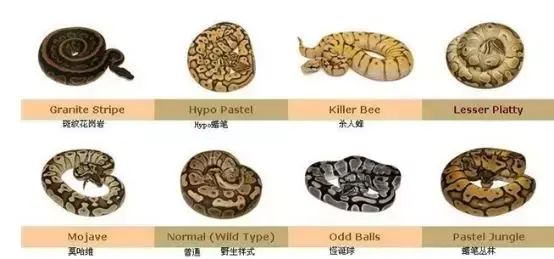 大王蛇养殖技术培训_养殖100条大王蛇利润_养殖大王蛇技术视频