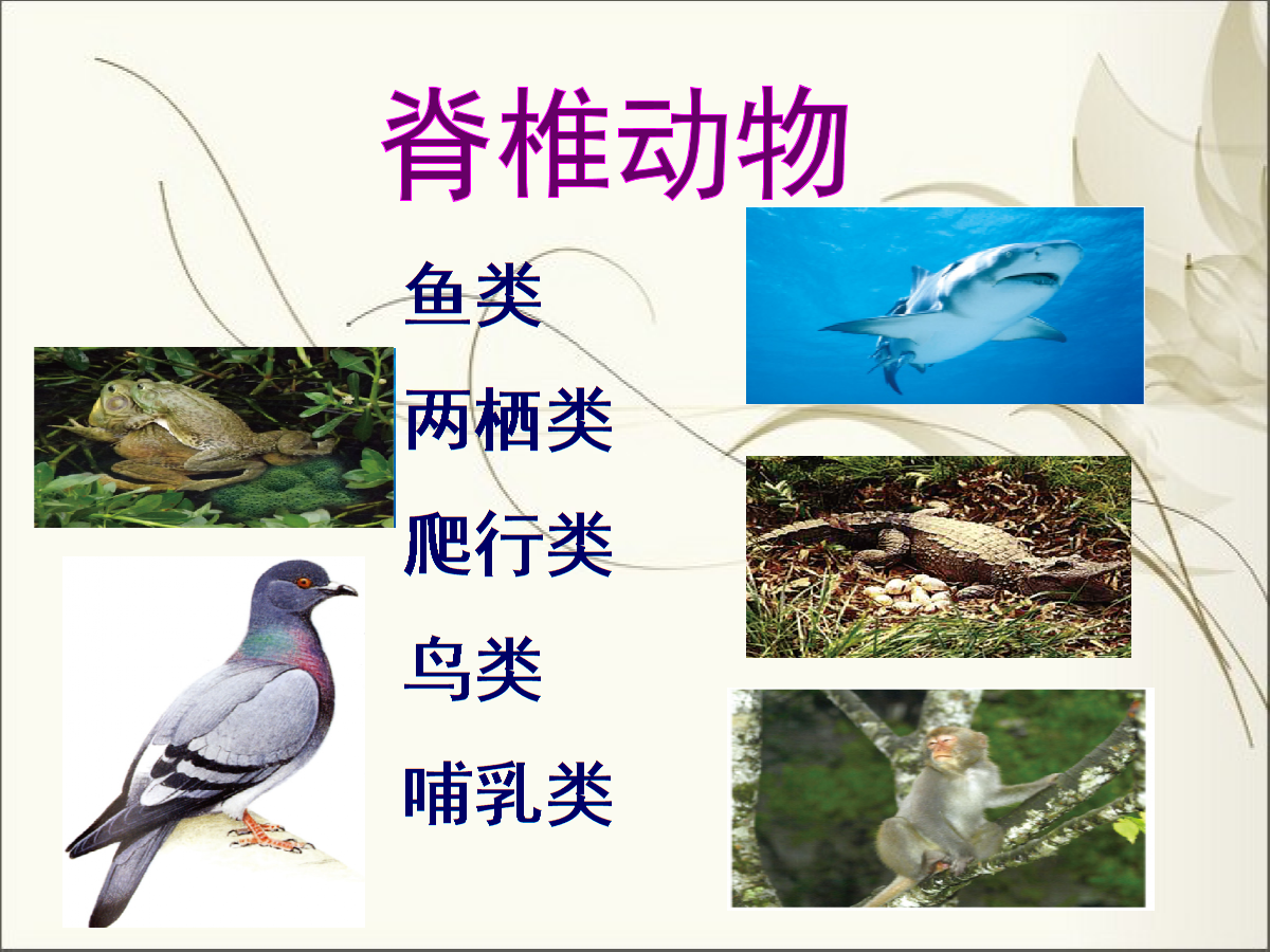 致富观赏养殖鱼创业项目_创业养殖观赏鱼致富_致富观赏养殖鱼创业前景