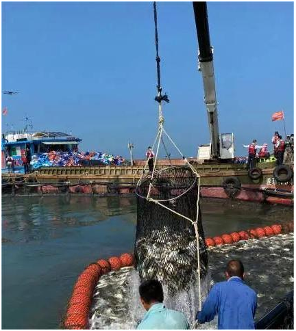 视频致富养鱼网箱下载_致富经网箱养鱼视频_视频致富养鱼网箱图片
