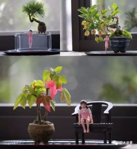 盆栽种植视频教程_盆栽种植方法大全软件_苗木盆栽种植技术