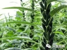 木耳种植技术和成本及视频_血木耳怎么种植技术_木耳种植效益怎么样