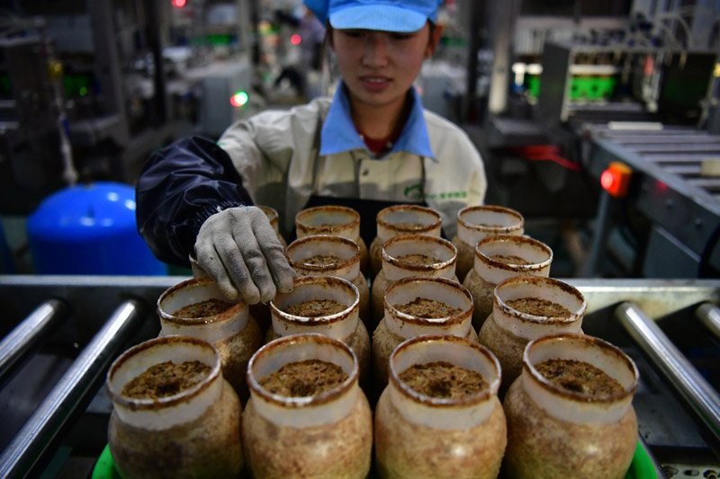 种植金针菇视频_大量种植金针菇的种植技术_种植金针菇的方法与技术