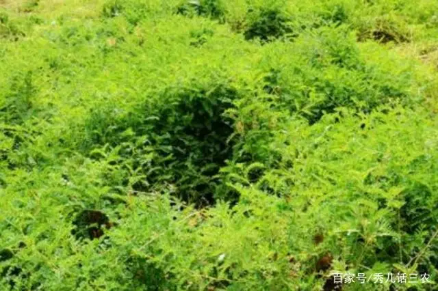 种植致富农村项目大全_种植致富业_农村种植致富思维
